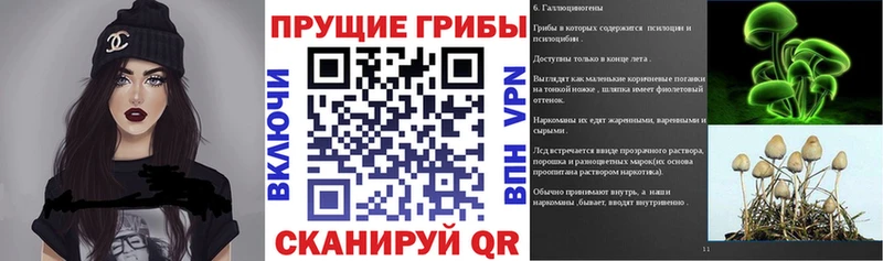 Псилоцибиновые грибы Psilocybe  Гаджиево 
